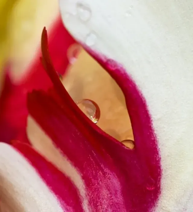 Framed Print : USA, Ohio. Close-up of tulip flower colors and rain drop Framed Print : USA, Ohio. Close-up of tulip flower colors and rain drop