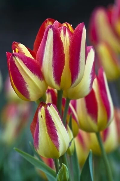 USA, Ohio. Close-up of tulip variety