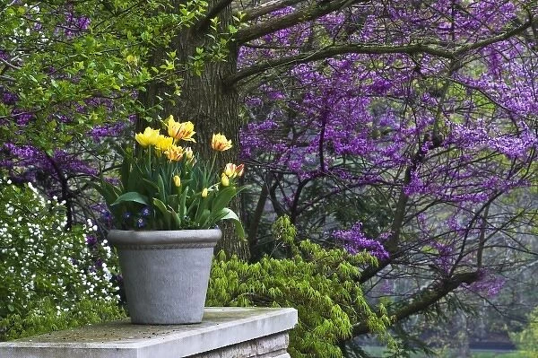 USA, Ohio. Potted tulips and redbud tree in garden