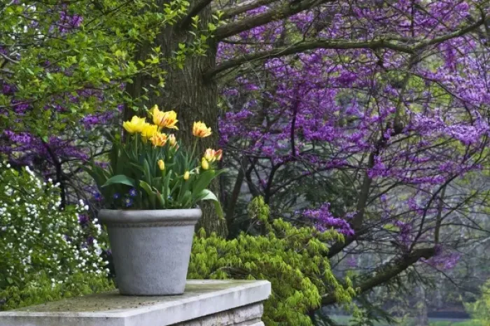 Framed Print : USA, Ohio. Potted tulips and redbud tree in garden Framed Print : USA, Ohio. Potted tulips and redbud tree in garden