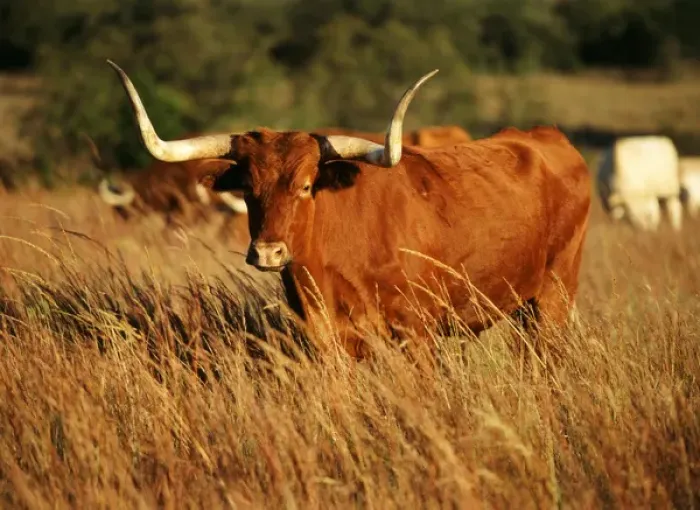 Framed Print : USA, Oklahoma, Longhorn bull in field
