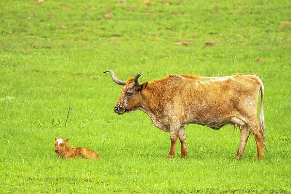 USA, Oklahoma, Wichita Mountains National Wildlife Refuge. Longhorn cow with calf