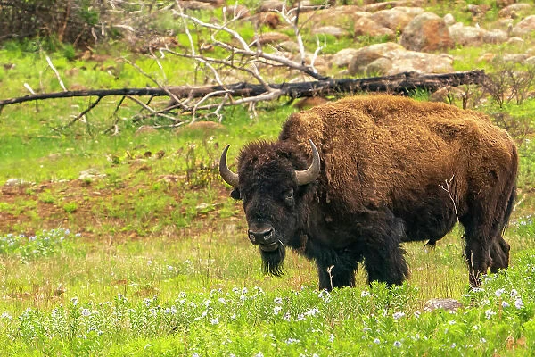 USA, Oklahoma, Wichita Mountains National Wildlife Refuge. Bison and flowers in field