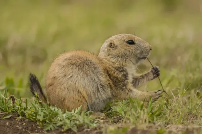 Framed Print : USA, Oklahoma, Wichita Mountains National Wildlife Refuge. Aggressive black-tailed prairie dog