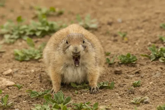 Framed Print : USA, Oklahoma, Wichita Mountains National Wildlife Refuge. Aggressive black-tailed prairie dog Framed Print : USA, Oklahoma, Wichita Mountains National Wildlife Refuge. Aggressive black-tailed prairie dog