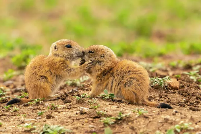 Framed Print : USA, Oklahoma, Wichita Mountains National Wildlife Refuge. Baby prairie dogs greeting Framed Print : USA, Oklahoma, Wichita Mountains National Wildlife Refuge. Baby prairie dogs greeting