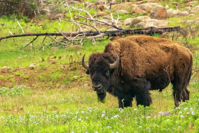 Framed Print : USA, Oklahoma, Wichita Mountains National Wildlife Refuge. Bison and flowers in field