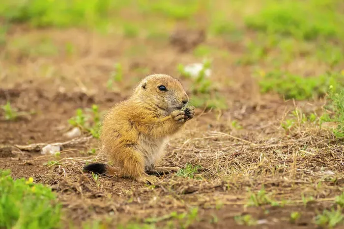 Framed Print : USA, Oklahoma, Wichita Mountains National Wildlife Refuge. Baby prairie dog feeding Framed Print : USA, Oklahoma, Wichita Mountains National Wildlife Refuge. Baby prairie dog feeding