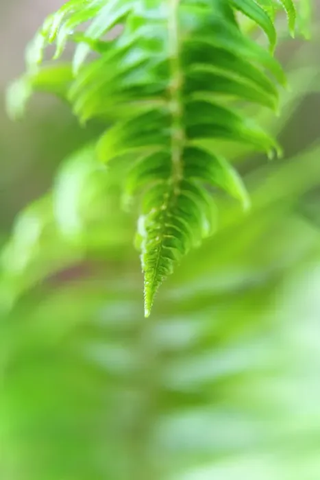 Framed Print : USA, Olympic National Park, common sword fern, Polystichum Munitum. A frond of a common sword fern is fully unraveled in the spring