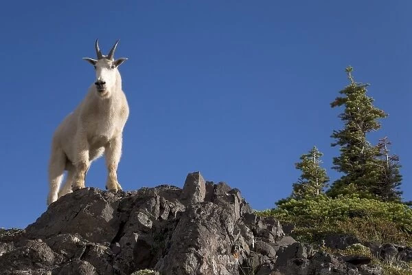 USA, Olympic National Park, Mountain Goat, Klahhane Ridge. Male mountain goat framed