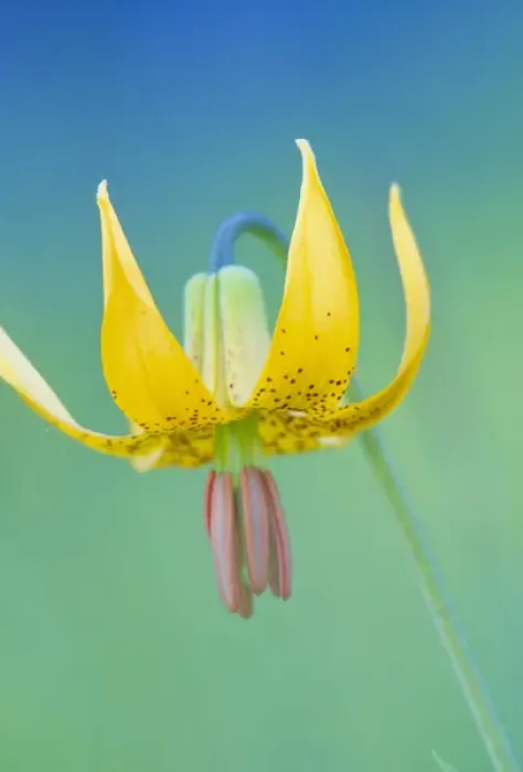 Framed Print : USA, Olympic National Park, Washington. Columbia Lily (Lilium columbianum) portrait Framed Print : USA, Olympic National Park, Washington. Columbia Lily (Lilium columbianum) portrait