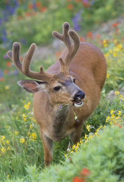 USA, Olympic National Park, Washington. Male Blacktail deer in velvet eats wildflowers