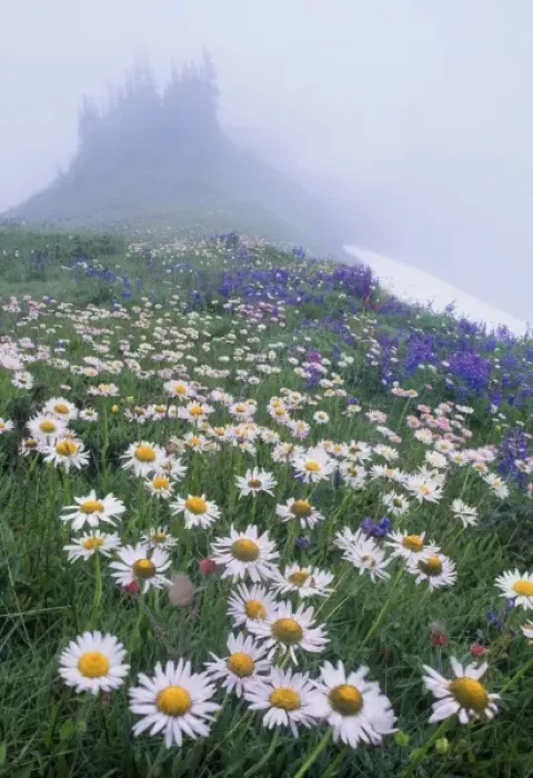 Framed Print : USA, Olympic National Park, Washington. Field of Mountain Daisy (erigeron peregrinus) Framed Print : USA, Olympic National Park, Washington. Field of Mountain Daisy (erigeron peregrinus)