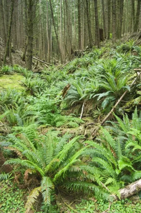 Framed Print : USA, OR, Suislaw NF, Cape Pertetua, Costal Rainforest Framed Print : USA, OR, Suislaw NF, Cape Pertetua, Costal Rainforest