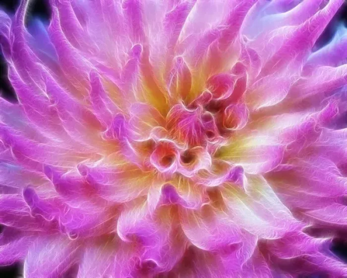 Framed Print : USA, Oregon. Abstract of digitally altered pink dahlia