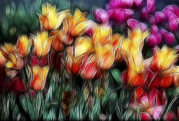 USA, Oregon. Abstract of digitally altered tulips