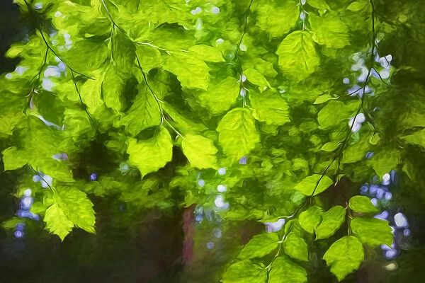 USA, Oregon. Abstract of tree foliage. Credit as: Jean Carter  /  Jaynes Gallery  /  DanitaDelimont