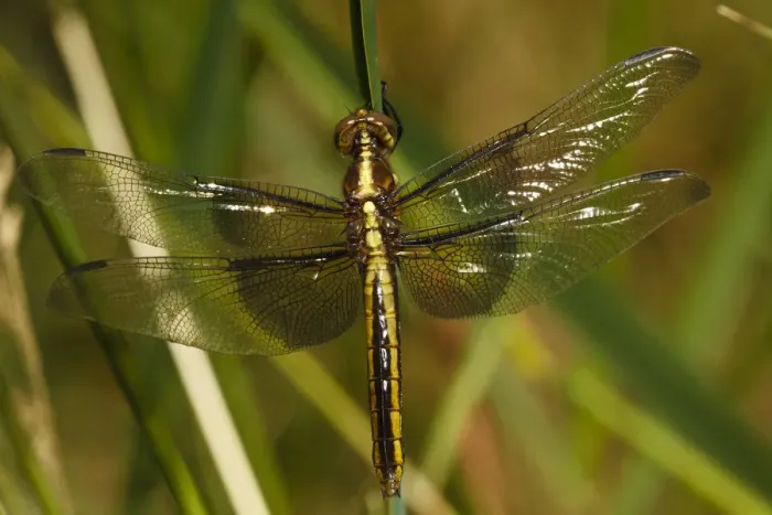 Framed Print : USA, Oregon, Albany, Freeway Ponds County Park, female Widow Skimmer (Libellula lustuosa) Framed Print : USA, Oregon, Albany, Freeway Ponds County Park, female Widow Skimmer (Libellula lustuosa)