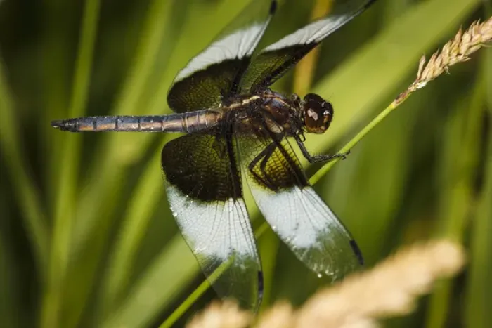 Framed Print : USA, Oregon, Albany, Freeway Ponds Park, male Widow Skimmer (Libellula luctuosa)