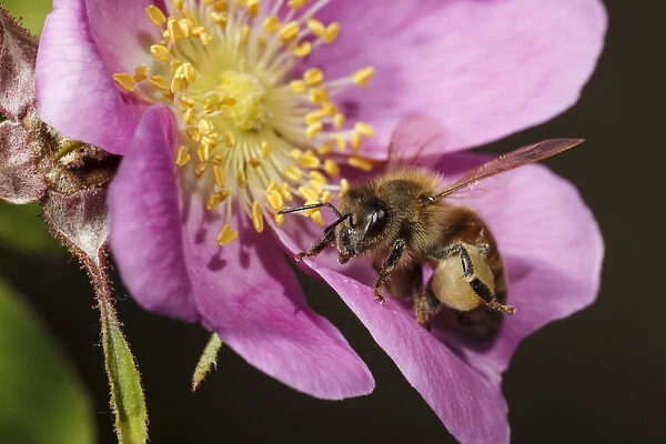 USA, Oregon, Albany, Freeway Ponds Park, a Honey Bee (Apis mellifera) on a wild rose