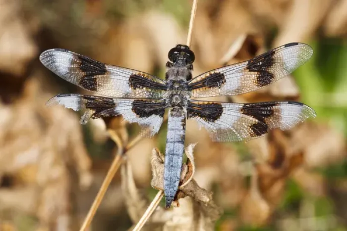 Framed Print : USA, Oregon, Albany, Freeway Ponds Park, battered male Eight-spotted Skimmer (Libellula Framed Print : USA, Oregon, Albany, Freeway Ponds Park, battered male Eight-spotted Skimmer (Libellula