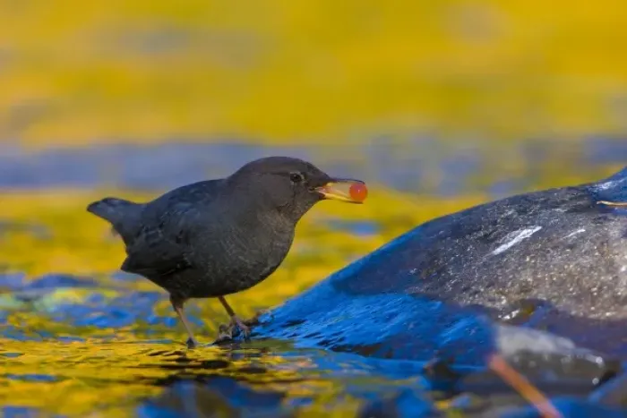 Framed Print : USA, Oregon, American Dipper, Salmon egg, feeding, fall color