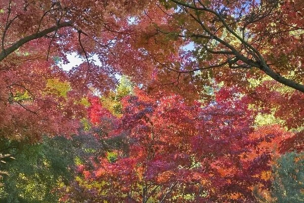 USA, Oregon, Ashland. Lithia Park maple and chestnut trees in vivid autumn color