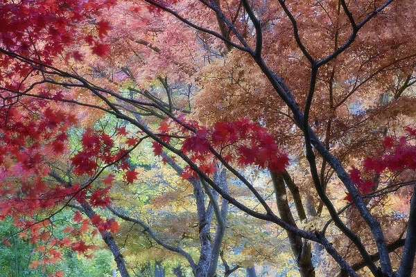 USA, Oregon, Ashland. Lithia Park maple trees in vivid autumn color with soft focus