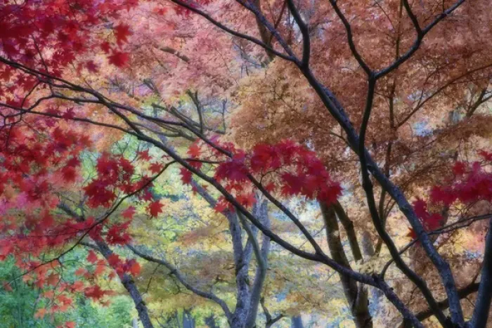 Framed Print : USA, Oregon, Ashland. Lithia Park maple trees in vivid autumn color with soft focus Framed Print : USA, Oregon, Ashland. Lithia Park maple trees in vivid autumn color with soft focus