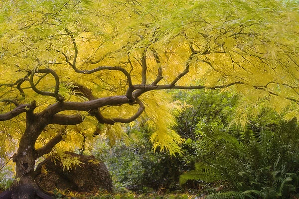 USA, Oregon, Ashland. Lithia Park yellow maple trees in the Japanese Garden. Credit as