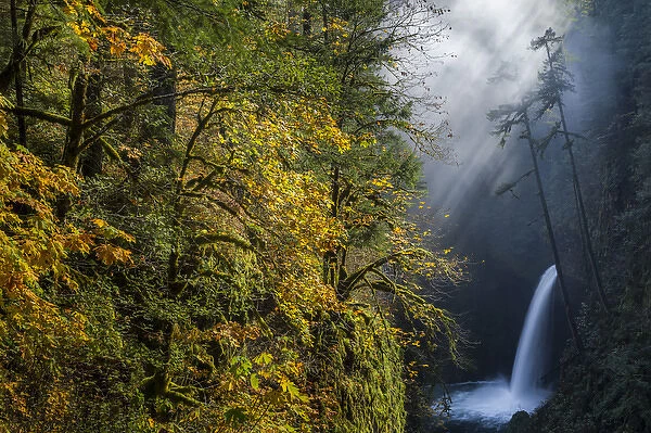 USA, Oregon. Autumn fall color and sun-streaked mist at Metlako Falls on Eagle Creek