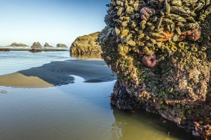 Framed Print : USA, Oregon, Bandon Beach. Anemones and sea stars exposed at low tide Framed Print : USA, Oregon, Bandon Beach. Anemones and sea stars exposed at low tide