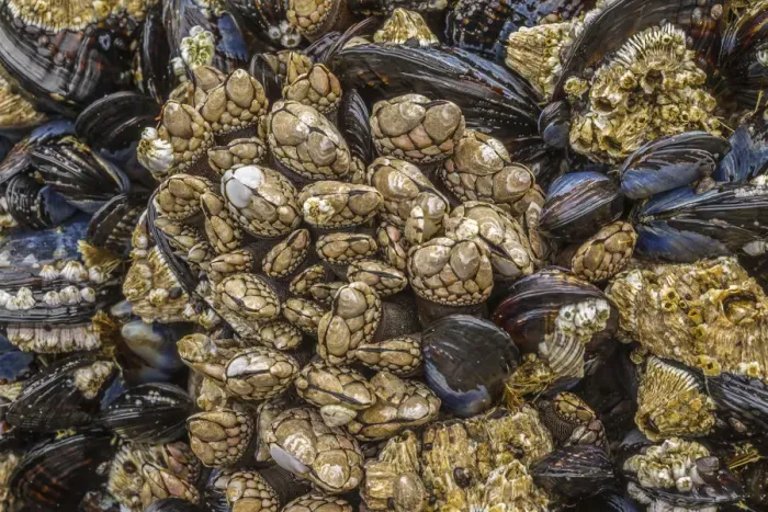 Framed Print : USA, Oregon, Bandon Beach. Barnacles and mussels close-up Framed Print : USA, Oregon, Bandon Beach. Barnacles and mussels close-up