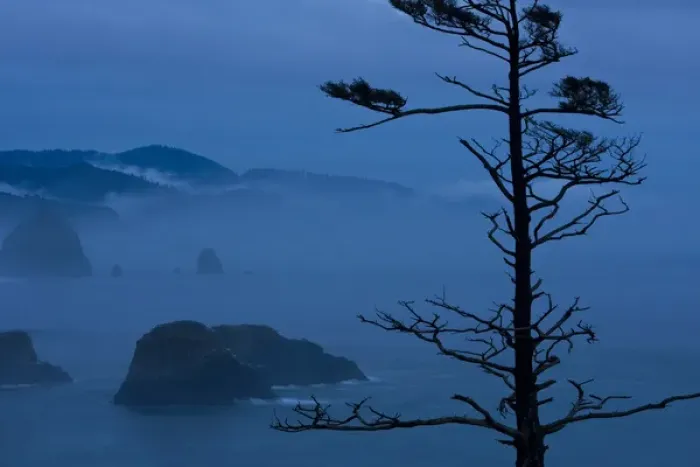Framed Print : USA, Oregon, Bandon Beach, Ecola State Park. Pine tree silhouetted against misty