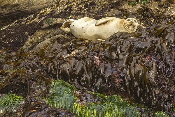 USA, Oregon, Bandon Beach. Harbor seal and beach kelp. Credit as