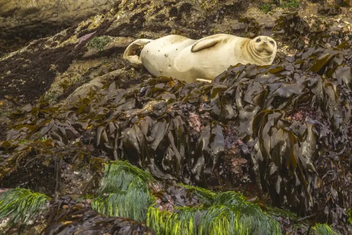 Framed Print : USA, Oregon, Bandon Beach. Harbor seal and beach kelp. Credit as Framed Print : USA, Oregon, Bandon Beach. Harbor seal and beach kelp. Credit as