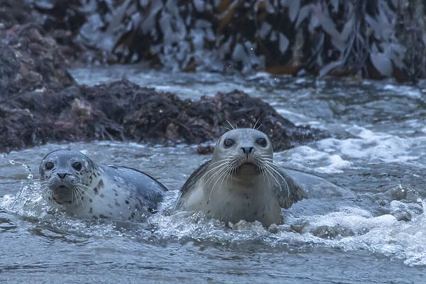 USA, Oregon, Bandon Beach. Harbor seal mother and pup in water