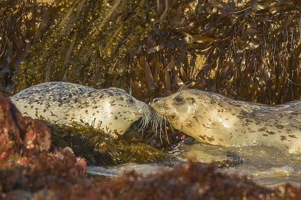 USA, Oregon, Bandon Beach, harbor seals greeting & kelp