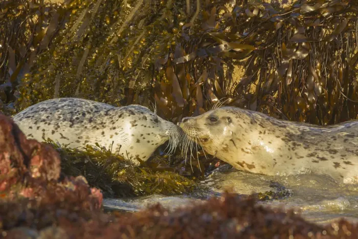 Framed Print : USA, Oregon, Bandon Beach, harbor seals greeting & kelp Framed Print : USA, Oregon, Bandon Beach, harbor seals greeting & kelp