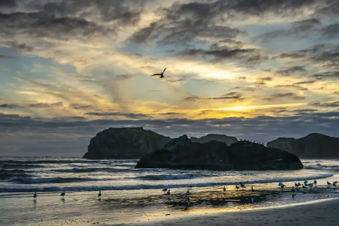 Framed Print : USA, Oregon, Bandon Beach. Pacific Ocean sea stacks and birds at sunset