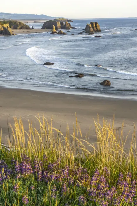 Framed Print : USA, Oregon, Bandon Beach. Sea stack on ocean shore and blooming flowers Framed Print : USA, Oregon, Bandon Beach. Sea stack on ocean shore and blooming flowers