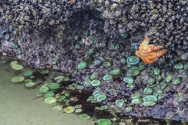 USA, Oregon, Bandon Beach. Sea star and anemones exposed at low tide