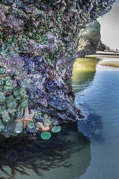 USA, Oregon, Bandon Beach. Sea stars and anemones on rock