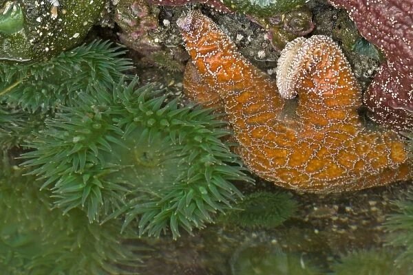 USA, Oregon, Bandon Beach. Sea stars and anemones exposed at low tide