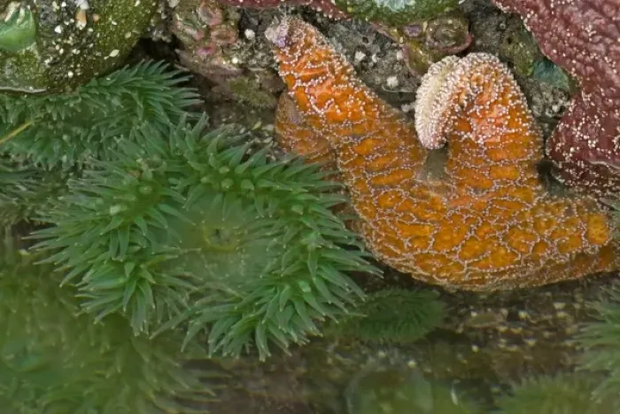 Framed Print : USA, Oregon, Bandon Beach. Sea stars and anemones exposed at low tide Framed Print : USA, Oregon, Bandon Beach. Sea stars and anemones exposed at low tide