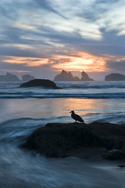 USA, Oregon, Bandon Beach. Seagull silhouette on coastline rock at sunset. Credit as