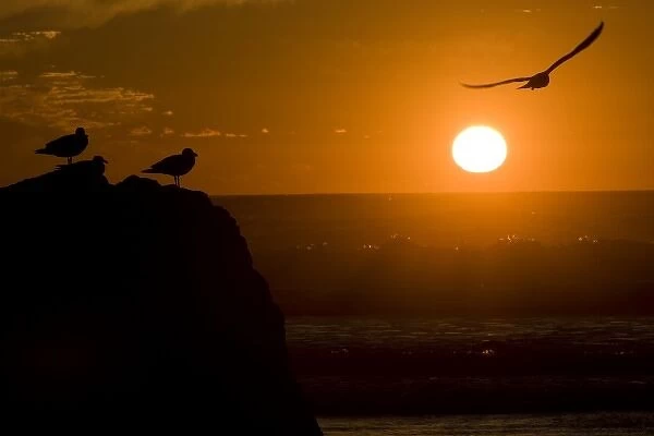 USA, Oregon, Bandon Beach. Seagulls silhouetted by setting sun