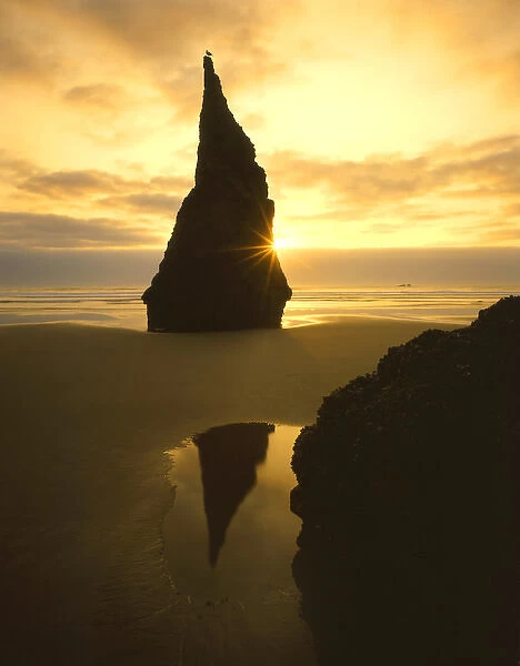 USA, Oregon, Bandon Beach, Sunset silhouettes seabird atop rock pinnacle. Credit as