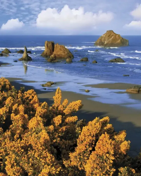 Framed Print : USA, Oregon, Bandon. Face Rock and wild gorse plants Framed Print : USA, Oregon, Bandon. Face Rock and wild gorse plants