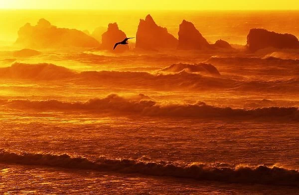 USA, Oregon, Bandon. Sunset over waves and sea stacks